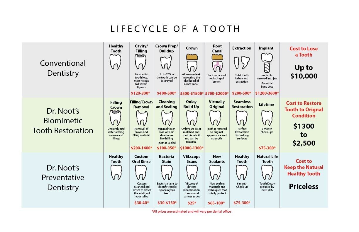 Lifecycle of a tooth chart